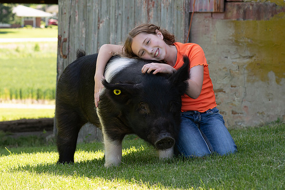 Pigs-35