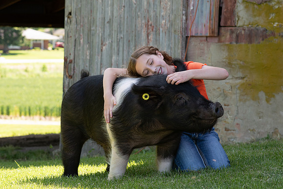 Pigs-36