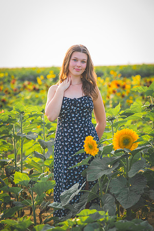 Sunflower-11