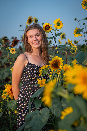 Sunflower-27